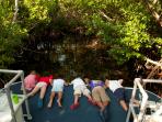 Grand Cayman Mangrove Boat tour