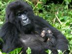 Uganda top 3 (shell)