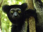 Madagascar tailor made vacation, Reef and Rainforest