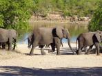 Kruger safari & KwaZulu Natal self drive vacation, South Africa
