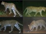Leopard conservation holiday in South Africa