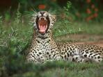 Sri Lanka vacation, whales and Leopards