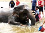Thailand elephant conservation holiday