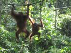 Borneo family vacation, tailor made