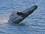 Wildlife sailing holiday in Scotland