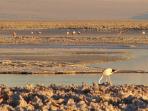 Chile tailor made vacation, Atacama Desert