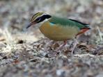 Kerala birdwatching vacations, Western Ghats
