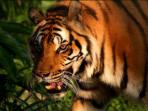 Volunteering Thailand, wildlife rescue centre