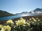 Wildlife cruises to Kamchatka and Chukotka, Russia