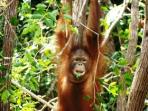 Borneo tailor made tour on a shoestring