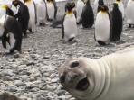 Antarctica vacation, spirit of Shackleton