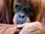 Orangutan conservation vacation
