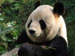 Giant Panda tracking vacation in China
