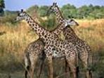 Zambia safari in South Luangwa