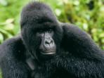 Uganda primate conservation vacation