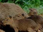 Wildlife vacations in Brazil, tailormade