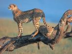 Kenya and Tanzania safari adventure
