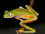 Wildlife conservation expedition to the Amazon