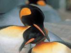Antarctica, Falklands and South Georgia cruises