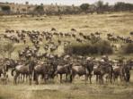 Private vehicle safari in Tanzania