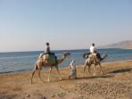 Sinai Camel & Dive Safari vacation