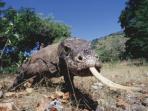 Wildlife adventure holiday in Indonesia