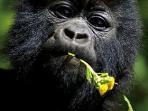 Gorilla safari and game parks, Uganda