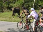Kerala and tropical India cycling vacations