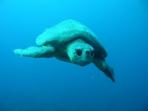 Marine conservation expedition in Mexico