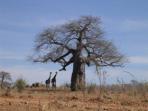 Tanzania wildlife & beach vacation
