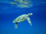 Turtle volunteering in Greece