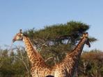Safari field guide courses, South Africa