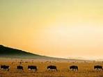 Big game safari in Kenya