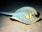 Learn to scuba dive in the Red Sea, Dahab