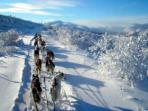 Yukon dog sledding vacation, Canada