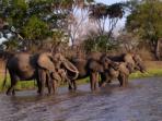 Selous Game Reserve safari