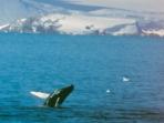 Antarctica cruise