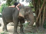 Elephant conservation in Thailand