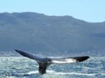 Whale watching in South Africa