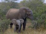 Family safari in South Africa & Botswana