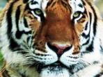 Chitwan jungle safari and home stay