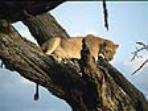 Big game safari in Tanzania