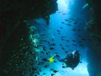 South Africa diving vacation & safari