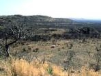 Vacation in South Africa, Madikwe and Waterberg, tailormade
