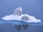 Wildlife cruises to Spitzbergen, Greenland and Iceland