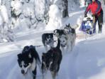 Finland winter activity vacation & Northern Lights