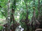 Rainforest expedition in Costa Rica