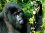 Gorilla & Chimp safari in Uganda