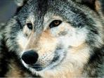 Wolf spotting in France