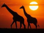 Family vacation to Kenya